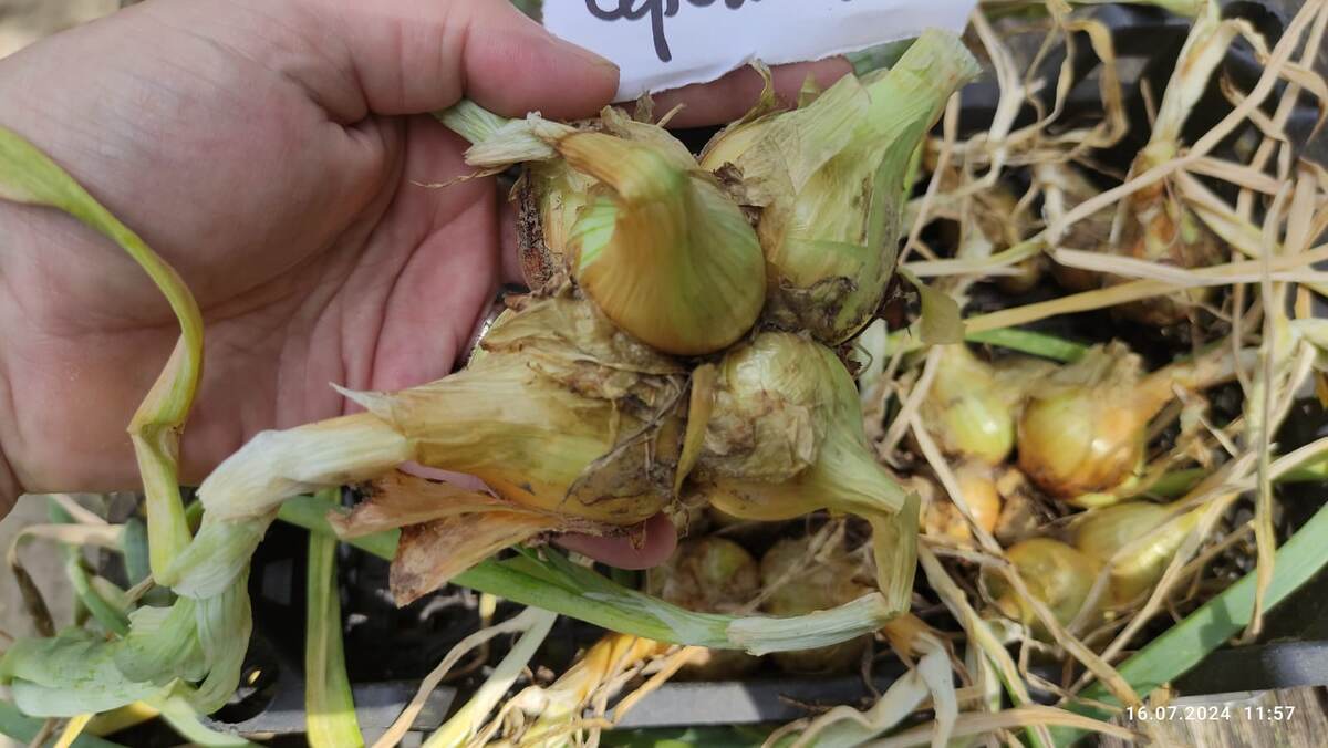 Самый первый выкопанный лук. 16.07.2024 