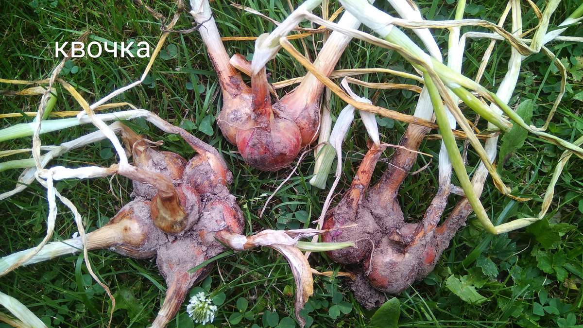 Здесь и в дальнейшем : все луковицы сфотографированы сразу после того, как их выкопали.