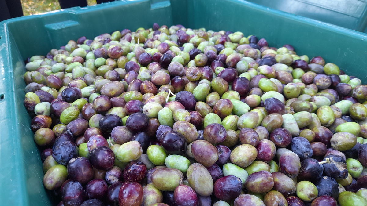 Собранные плоды оливы европейской