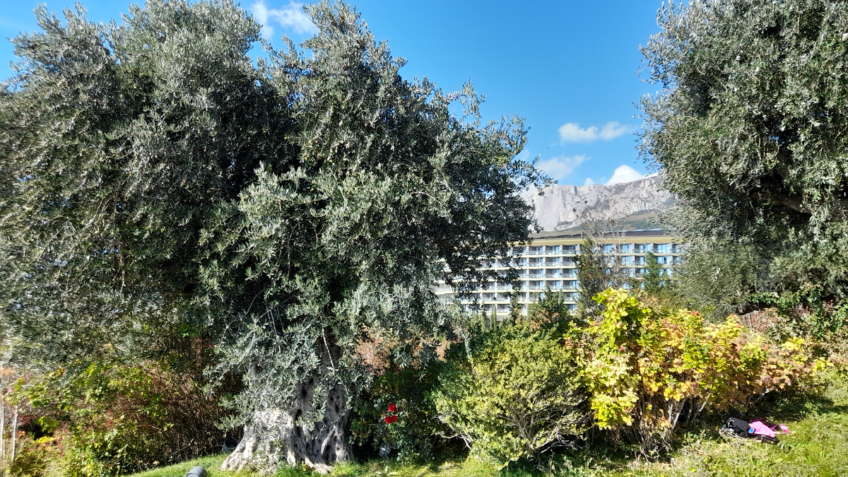 Многовековые оливковые деревья