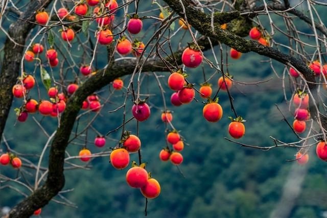 Источник изображения: baidu.com