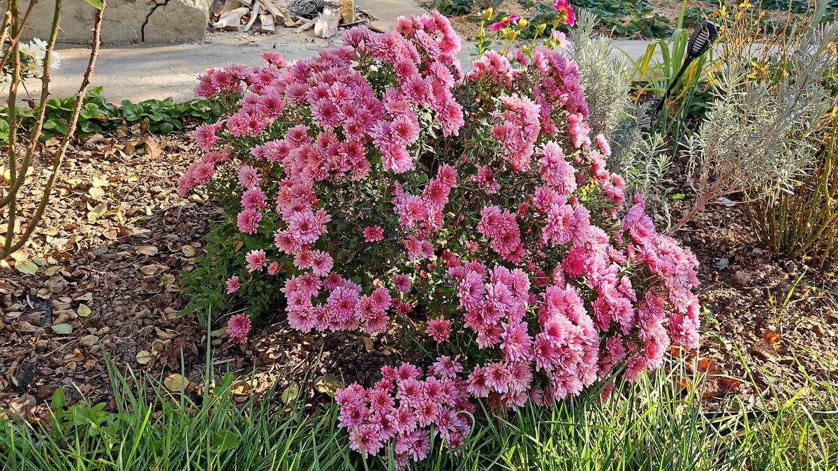 Хризантема мелкоцветковая шелковицелистная