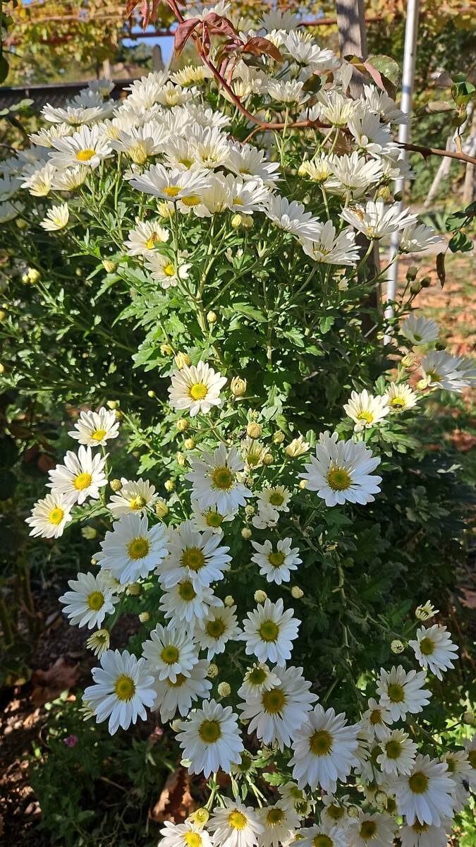 Хризантема кустарниковая белая