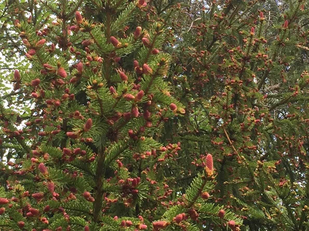 Picea abies