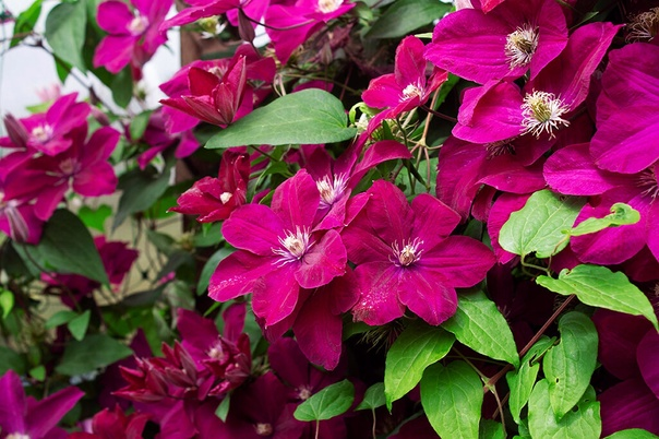 Размножение клематисов черенкованием: основные моменты