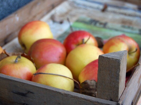 Вот почему яблоки не хранятся зимой: 3 неявные ошибки - и яблоки сохнут, вянут, гниют и сморщиваются. И как хранить яблоки правильно