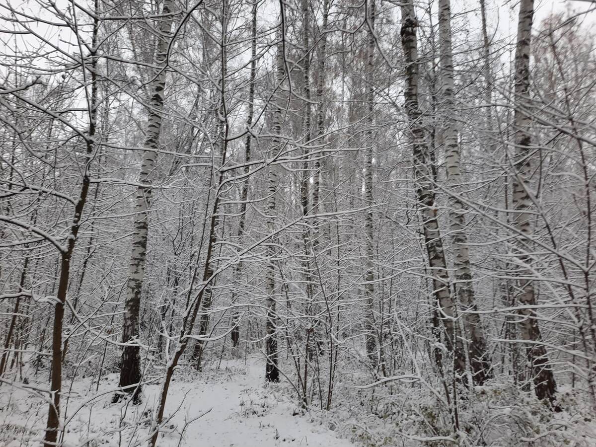 Наш лес. Фото автора