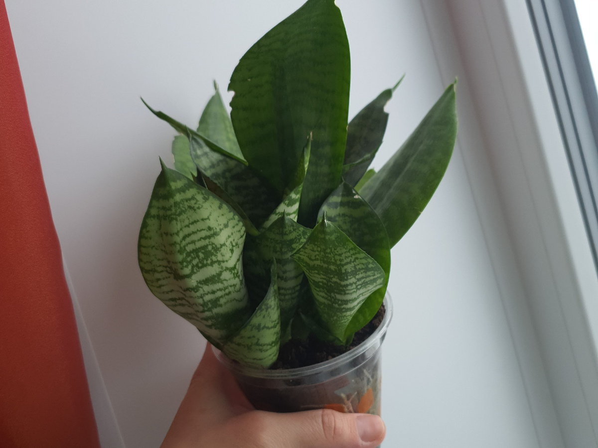 Вот один из них