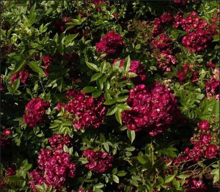 фото НMF - предоставлено Лилией