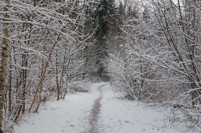 Заснеженный лес