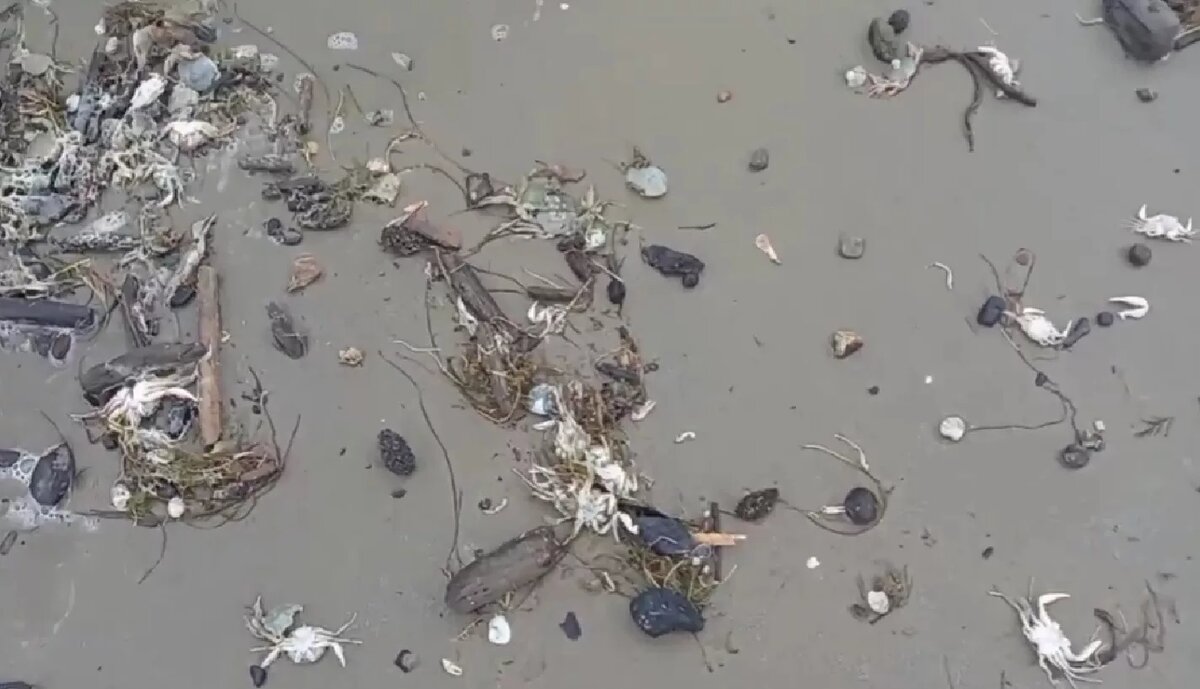 Скрин с видео. 