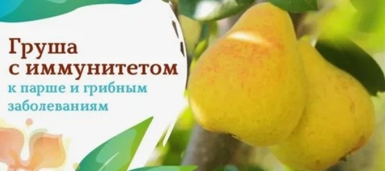 Плоды груши Флейта. Фото из открытых источников.