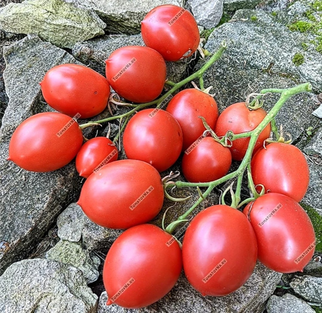 Сорт томата Славянка. Фото из нашего каталога 