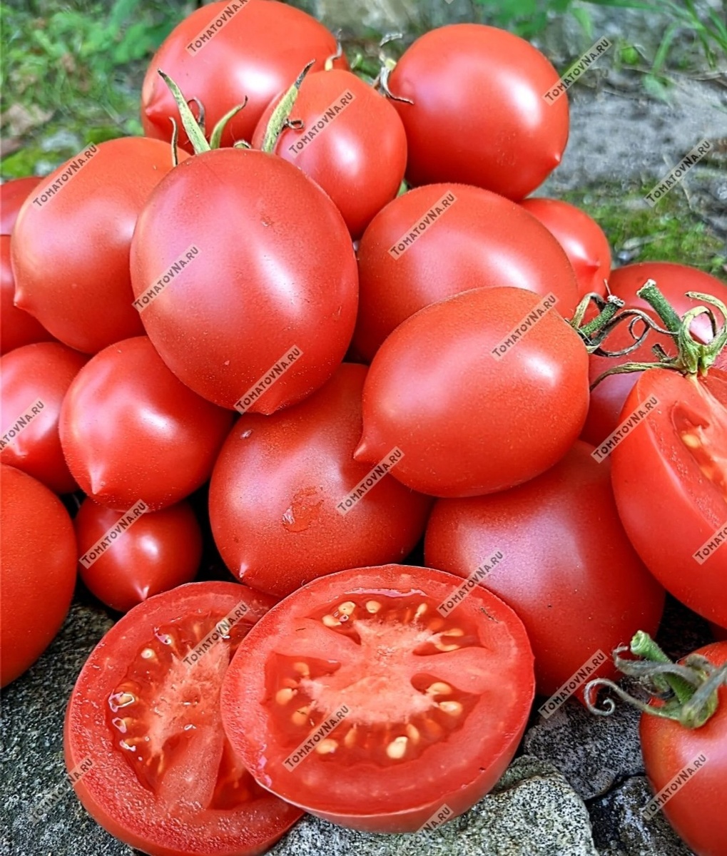 Томат Славянка. Фото из нашего каталога 