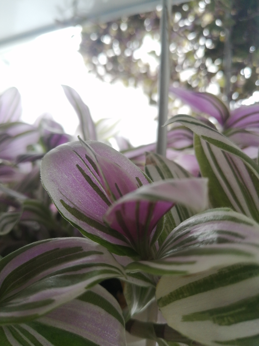 Традесканция на моём окне. Оживляет мрачный день