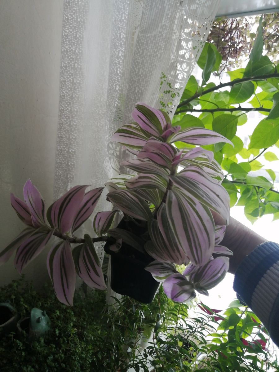 А этот горшочек - фото для Авито. Никто не покупает, давно. Может, дорого? 200 руб. Или просто мой аккаунт на Авито "синхронизирован" с дзеновским, и везде всё идёт в минус?