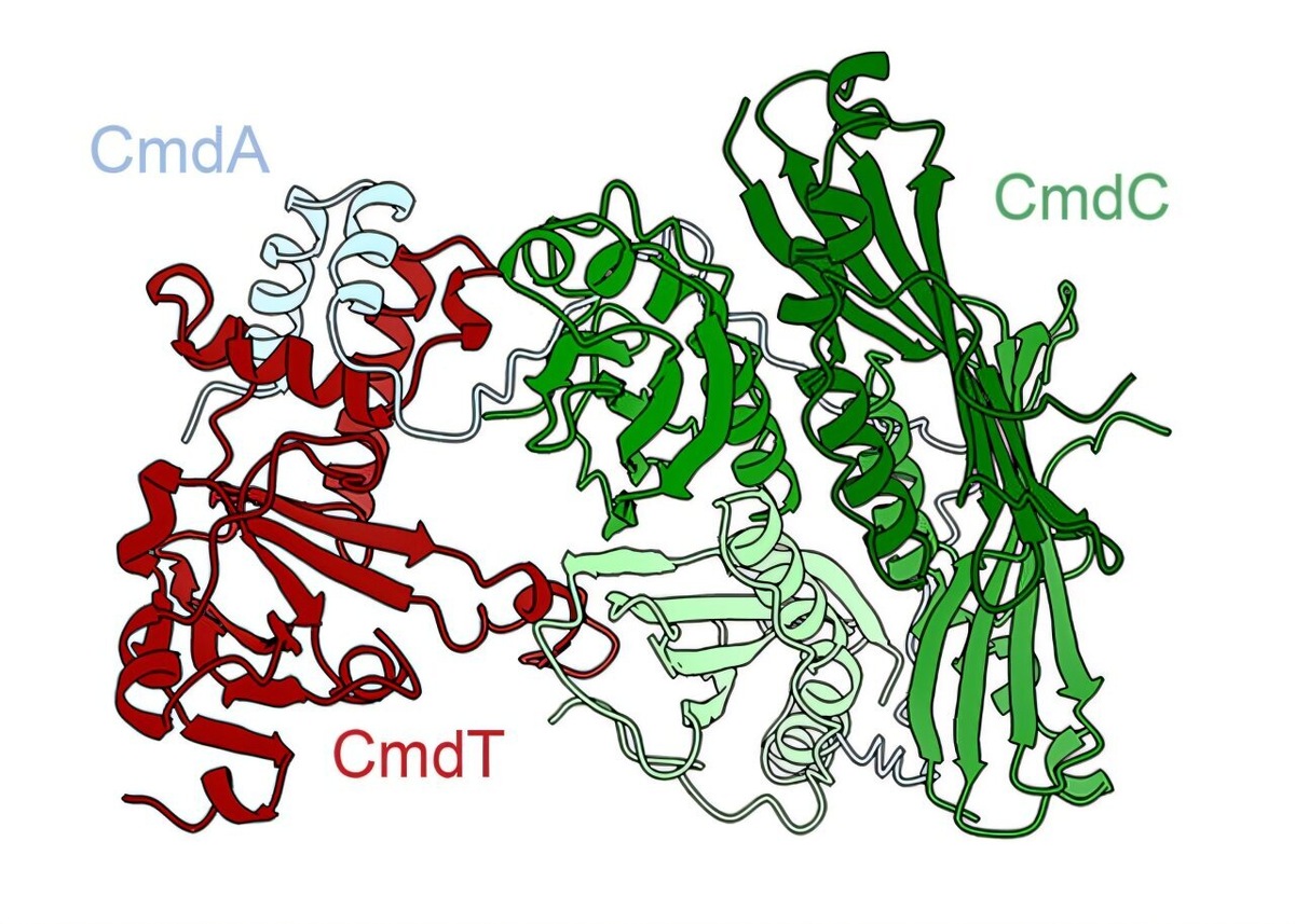    Laub Lab/Massachusetts Institute of Technology