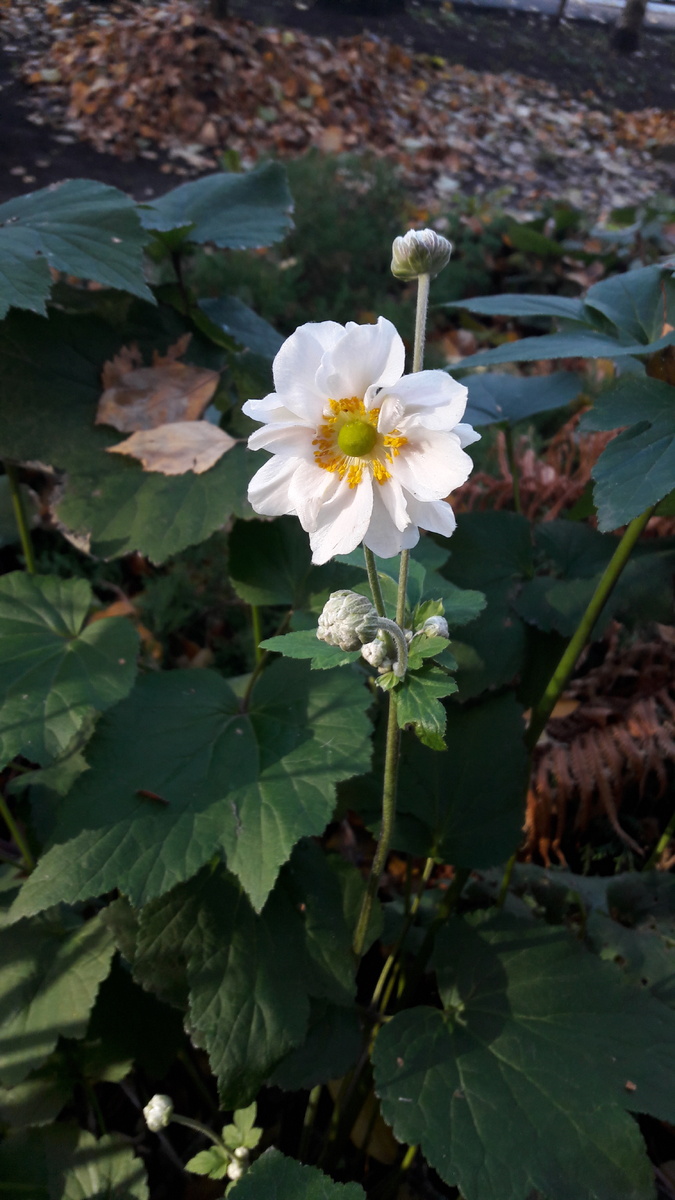 Японская анемона