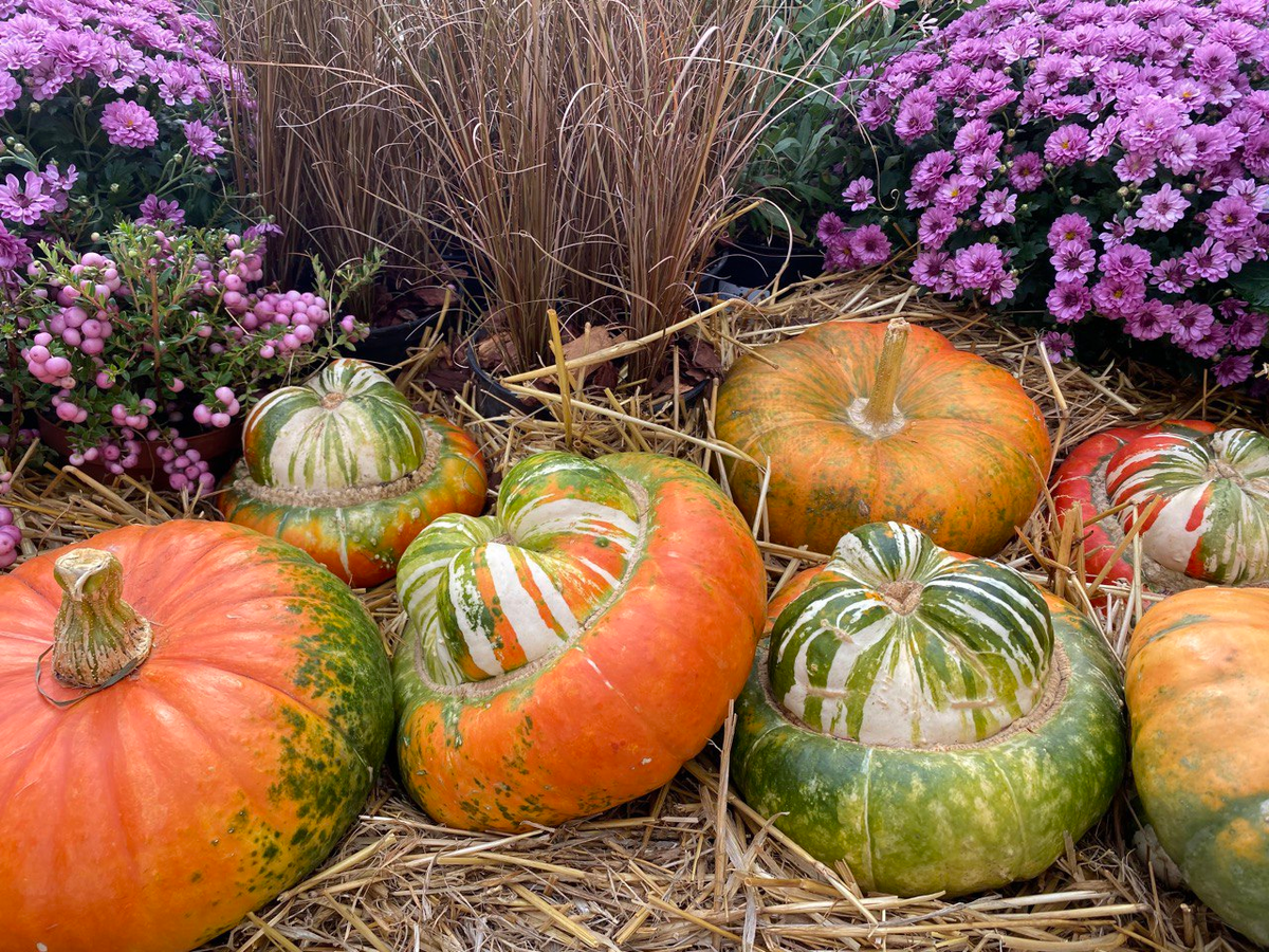 Фото из личного архива. Выставка тыкв в Ботаническом саду