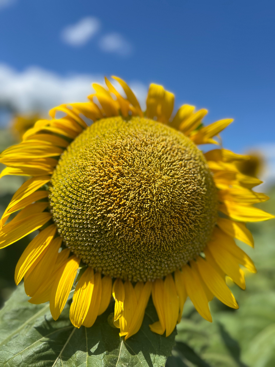 По дороге мы останавливались в живописных местах, как например на полях с подсолнухами 
