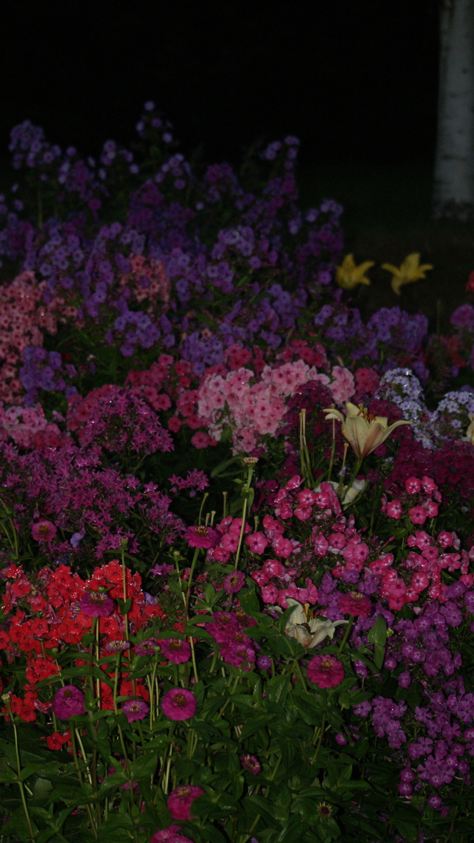 1 Микс из флоксов