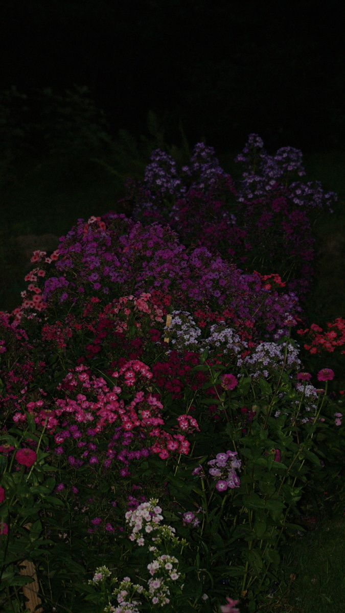 2 Микс из флоксов