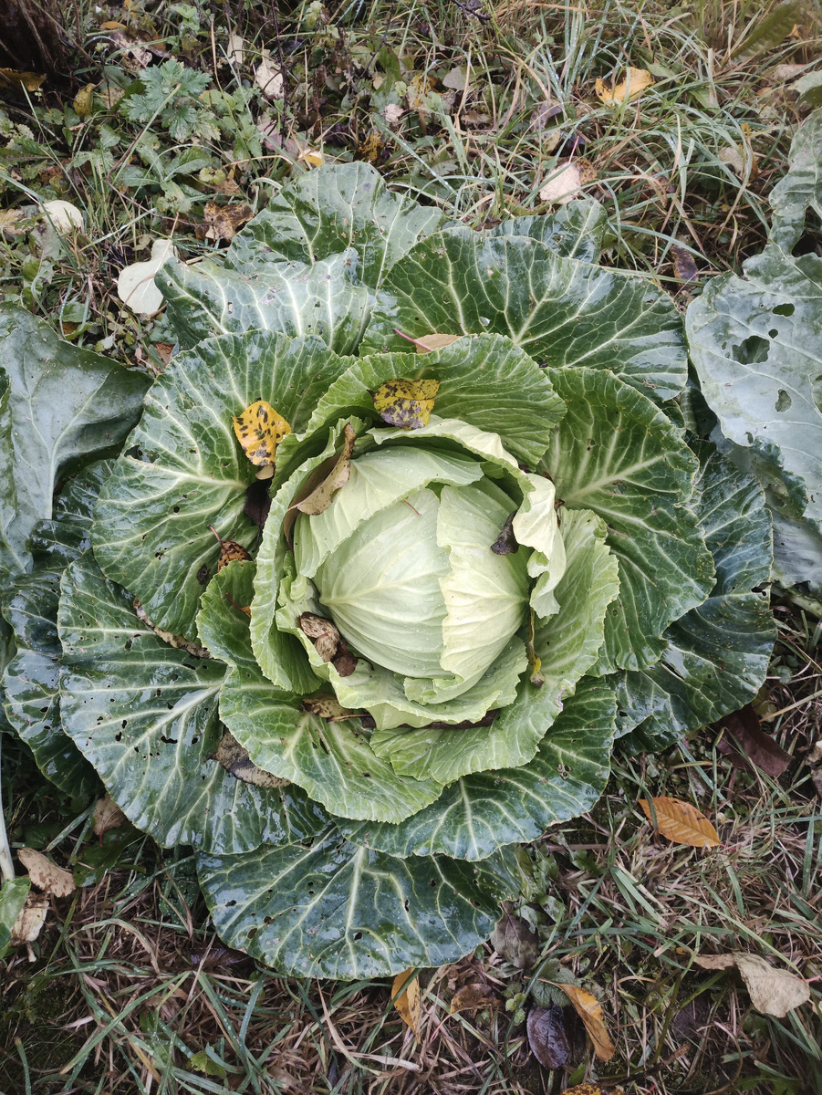 Все мы в нашем мире весьма похожи. Будь ты самим Мирозданием, человеком или тонкими планами или даже капустой. Нас всех объединяет многослойность и спиральность. Я например, с наступлением холодов превращаюсь в капусту. Не в зелёную и хрустящую, а в майку, водолазку, кофту, свитер, жилетку и куртку. Основное правило  многослойности выполнено. Означает ли это, что я стала широкой, как ткань мироздания? Несомненно! Сквозь каждый слой одежды расширяясь просачивается моя энергия, аура, стремясь выйти за пределы тканей также расширяется и захватывает новые пространства. А это рост. Духовный. Вот так, глядя на простую казалось бы капусту, можно постичь глубоко-филосовские  истины. И именно так, уходящие в глушь и отшельничество мудрецы собирают и приносят в мир мудрость и тайные знания. Все сложное заложено в простом. Только увидь и осознай......