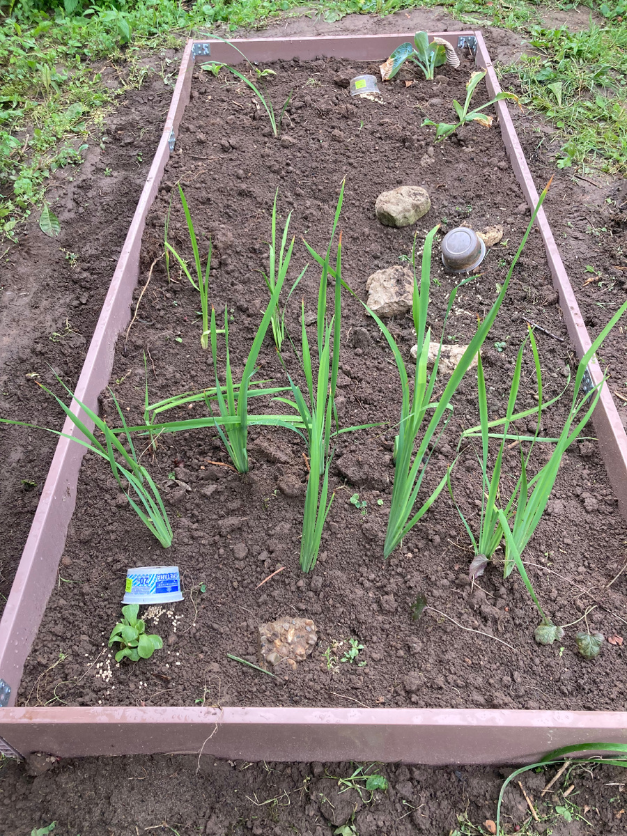 Баночки - не мусор, они прикрывают гранулы от слизней, чтоб мелочь на моих глазах не съели