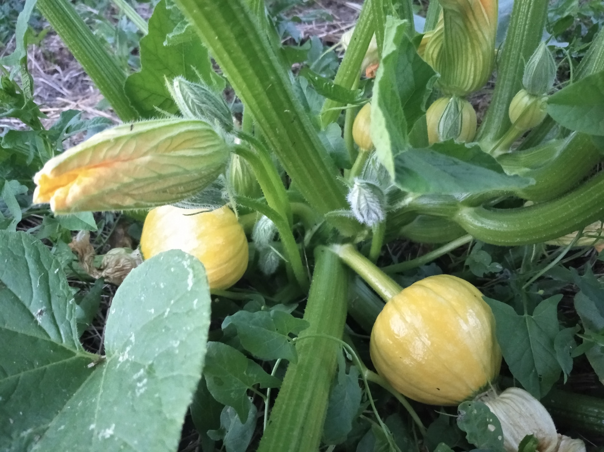 Нормальное начало тыквенной истории