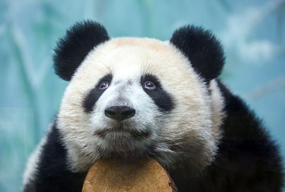    Панда Катюша