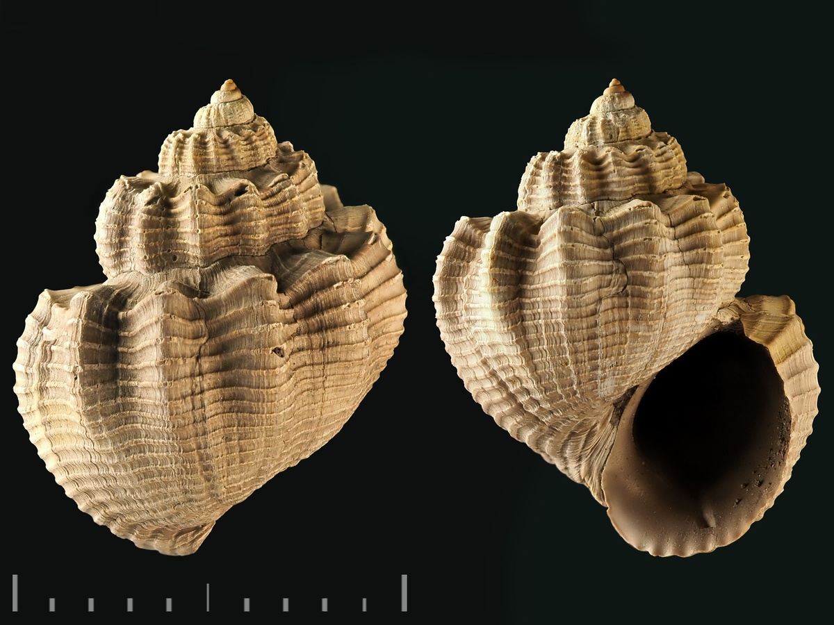 Purpurina sp. Московская обл., Тимонино