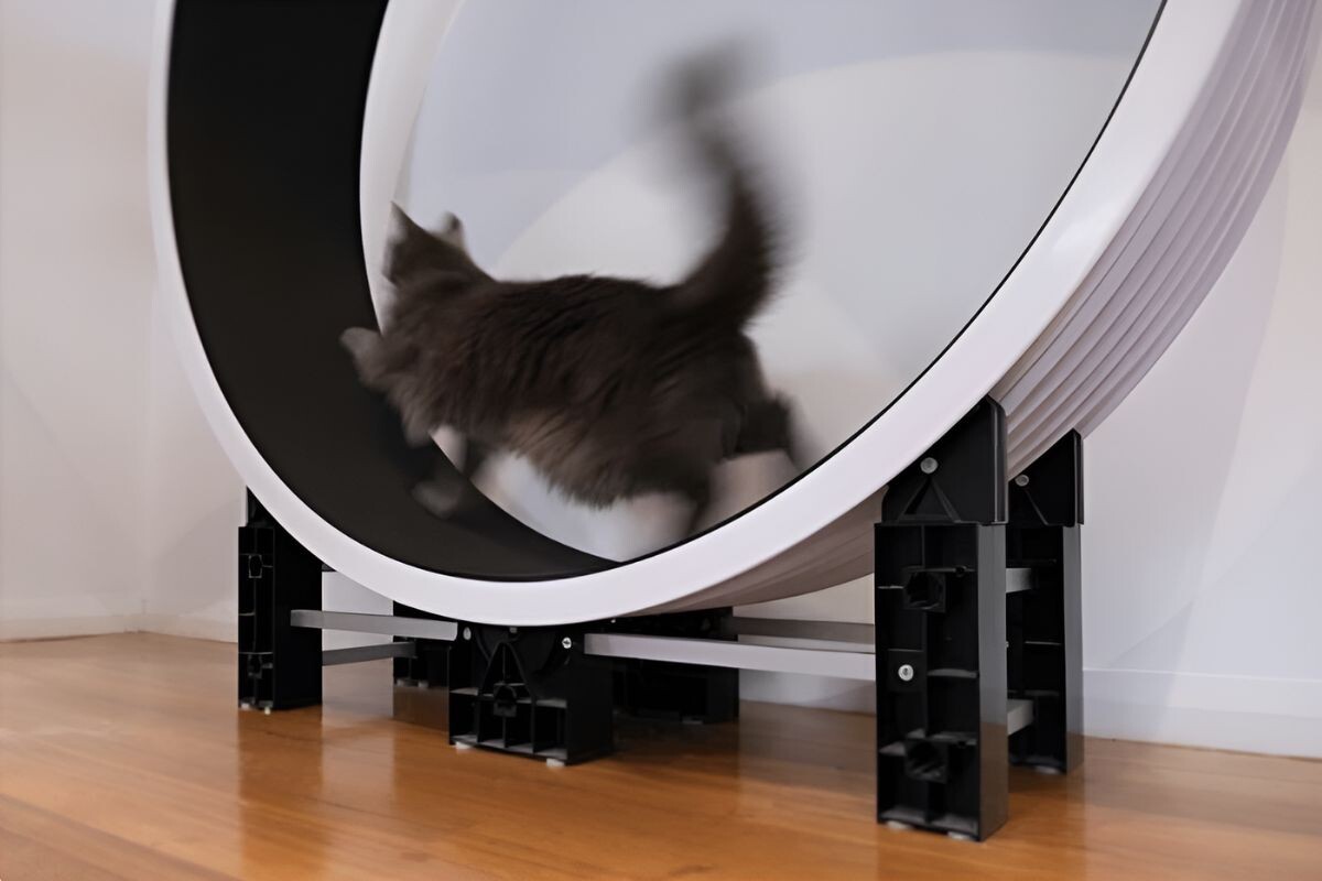 Кошка бежит в колесе 