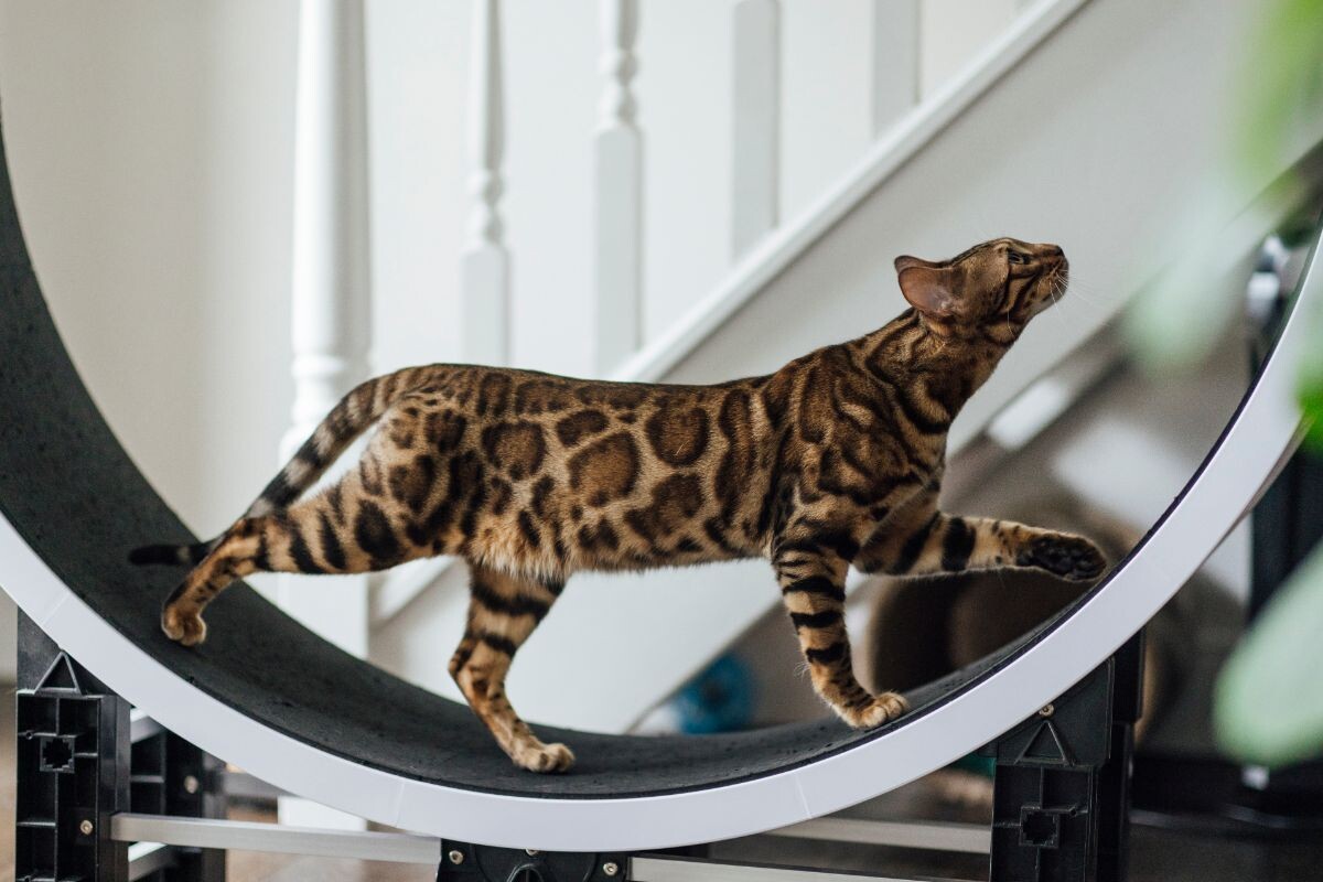 Бенгал в колесе 