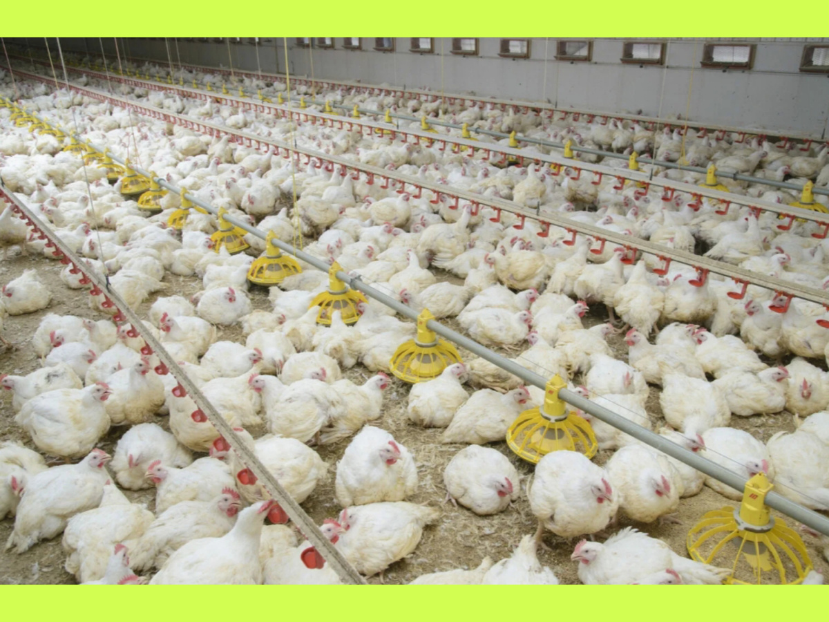 Содержание бройлера на птицефабриках
