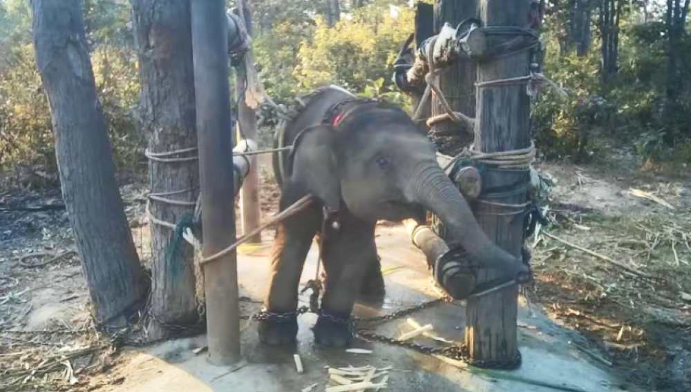 Жестокая дрессировка молодого слона, Таиланд