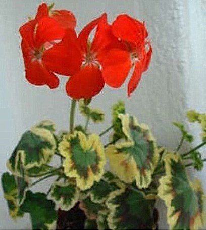 Общий вид милого капризули.