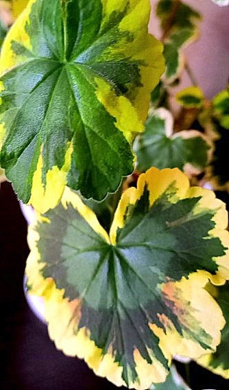 это самое свежее фото листа, Свежее не бывает!