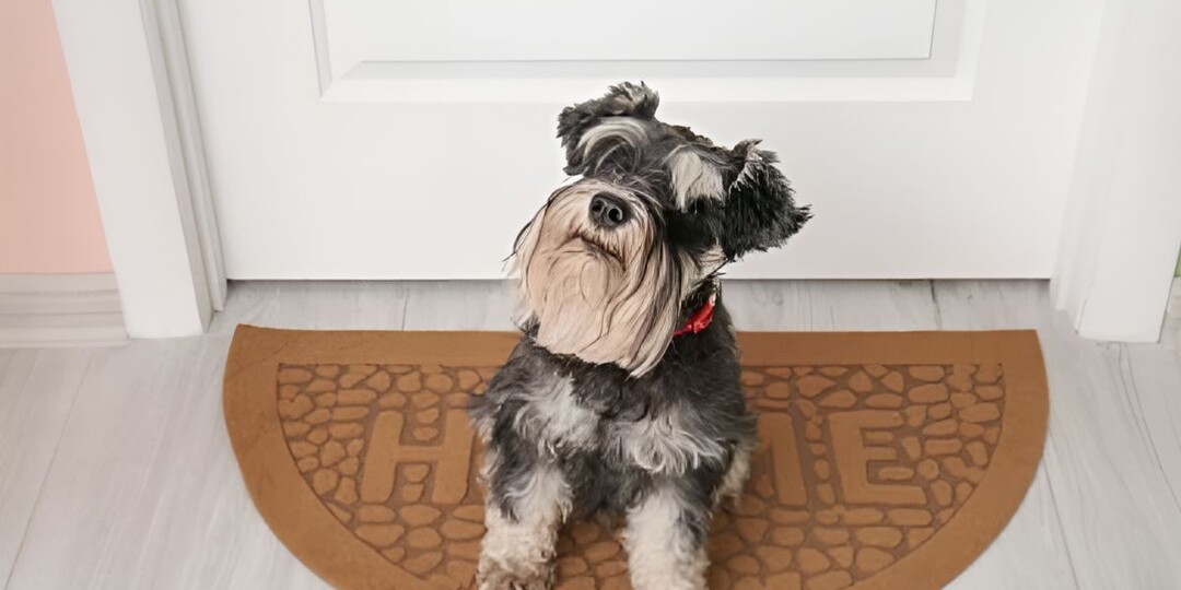 Как собаки чувствуют, что хозяин скоро придет домой: объяснение феномена