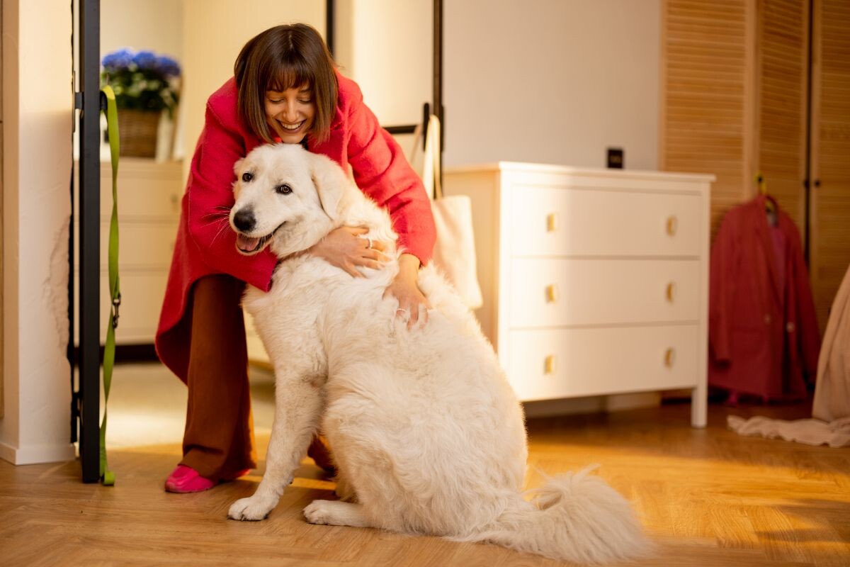 Собака встречает хозяйку 