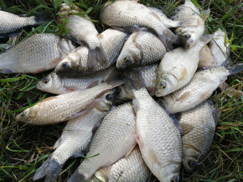 Серебряный карась.