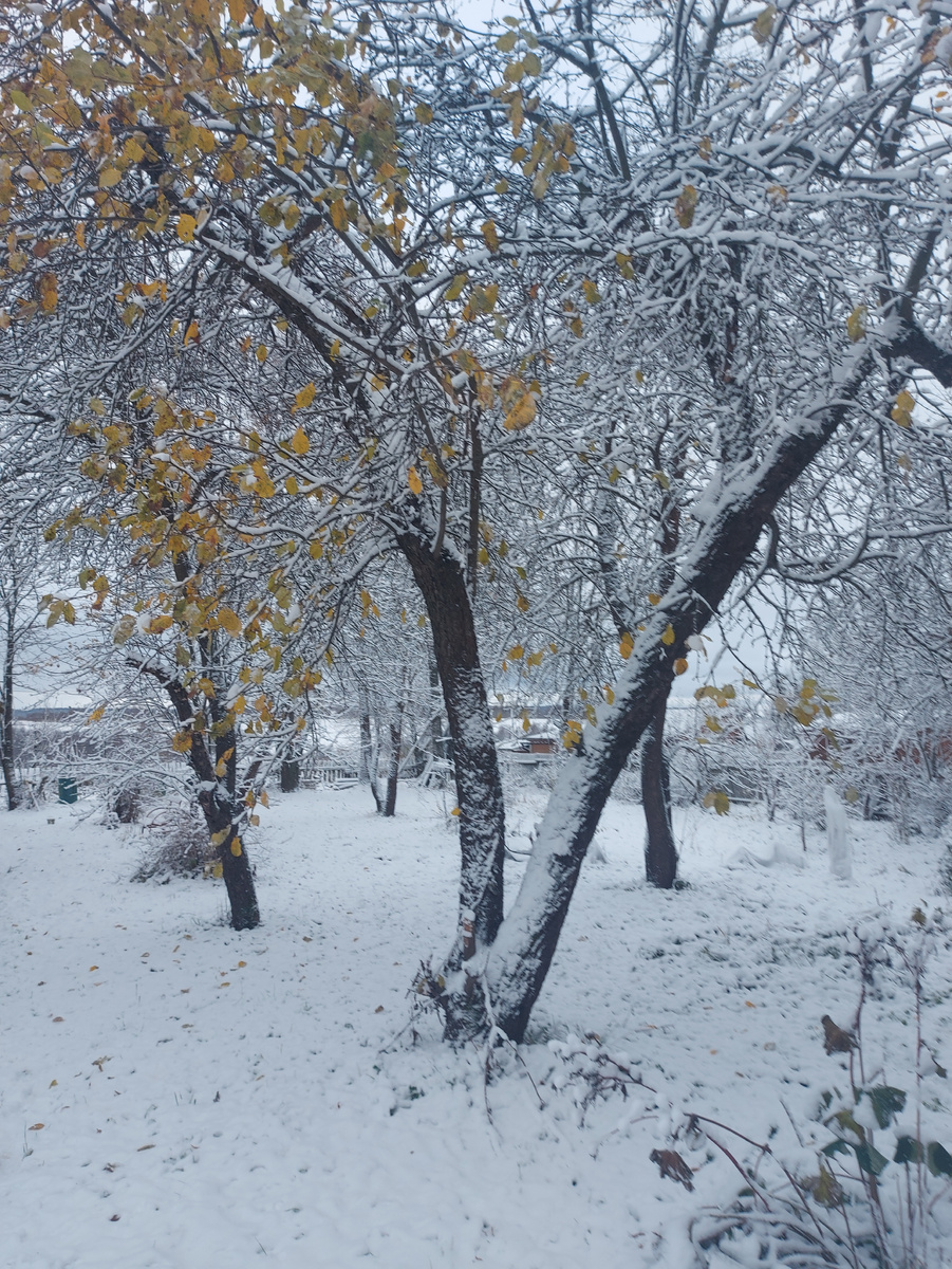 Яблони в снегу