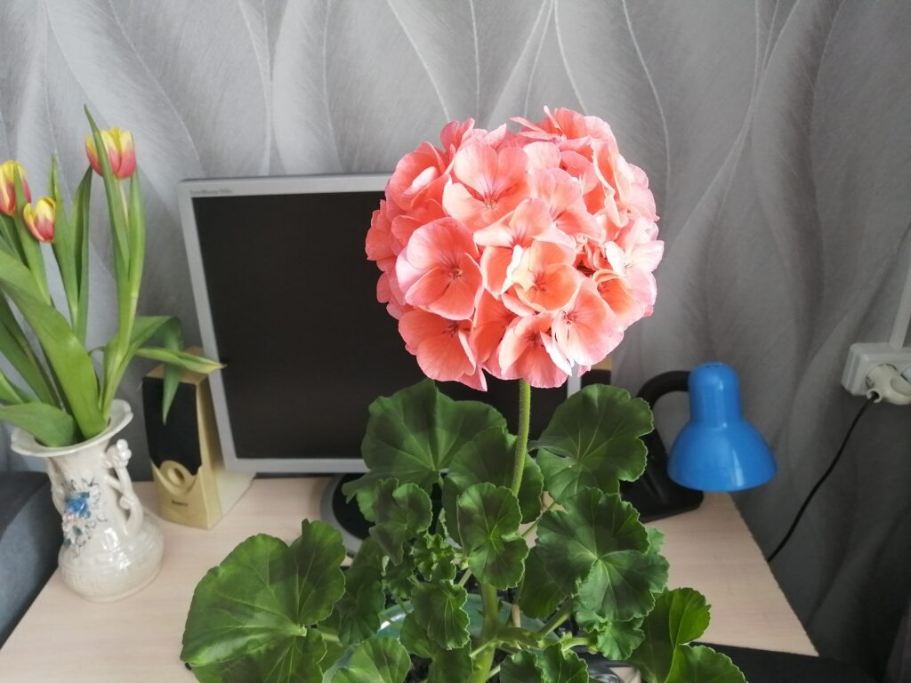 Пеларгония в марте.