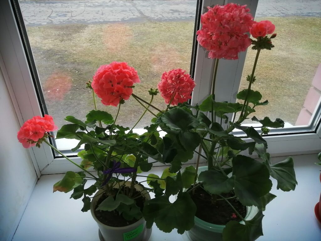 Молодая пеларгония в начале цветения.