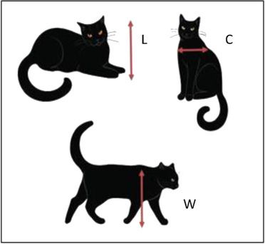 Котогабариты. Peter Pongracz, iScience, 2024