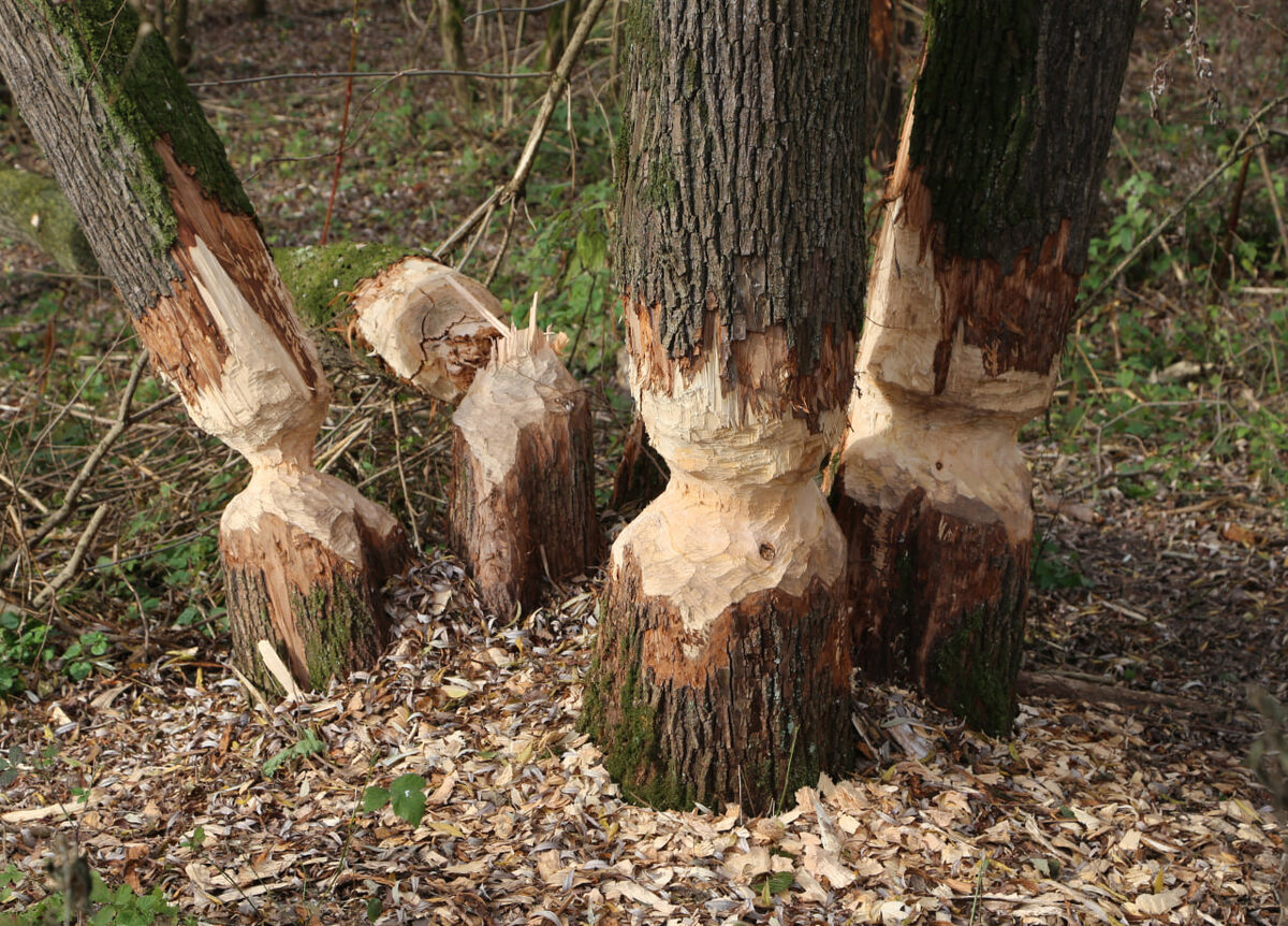 А зачем деревья нужны?