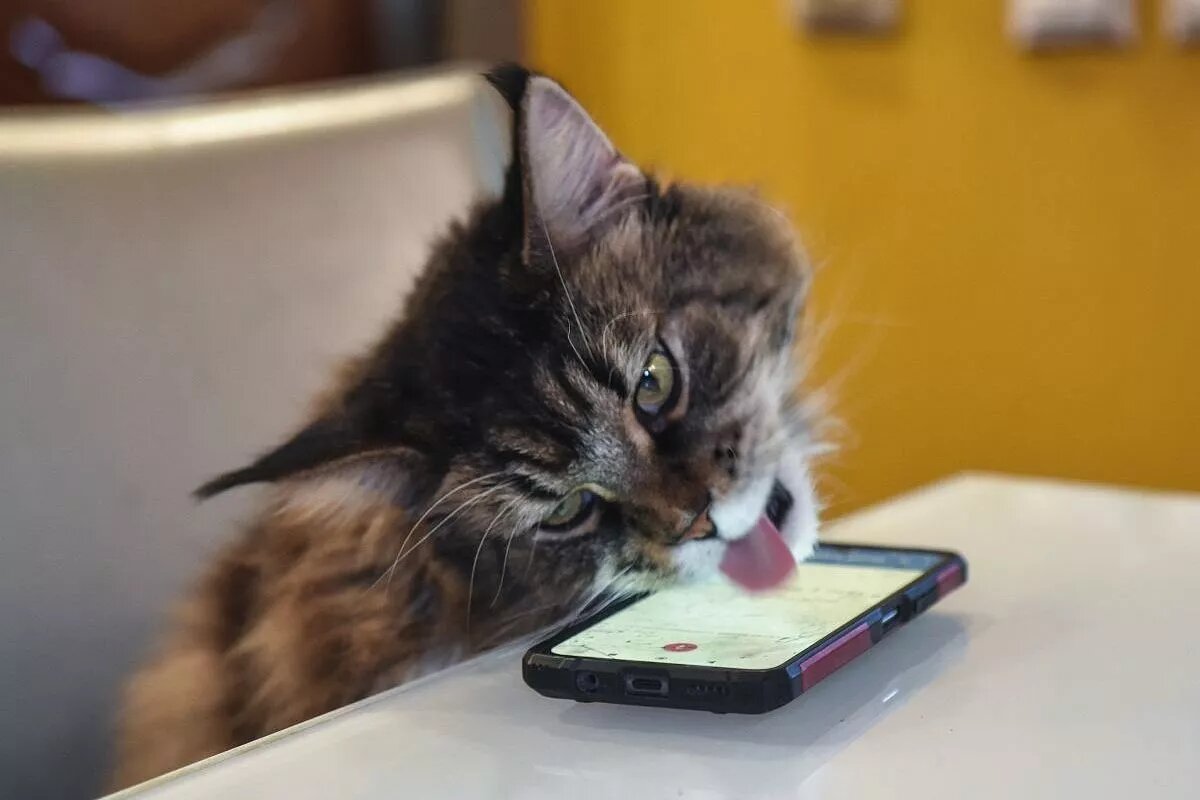 Заходя в чат, важно понимать, кто с вами общается и тем более признается вам в любви. 
Фото: Юрий Ходзицкий