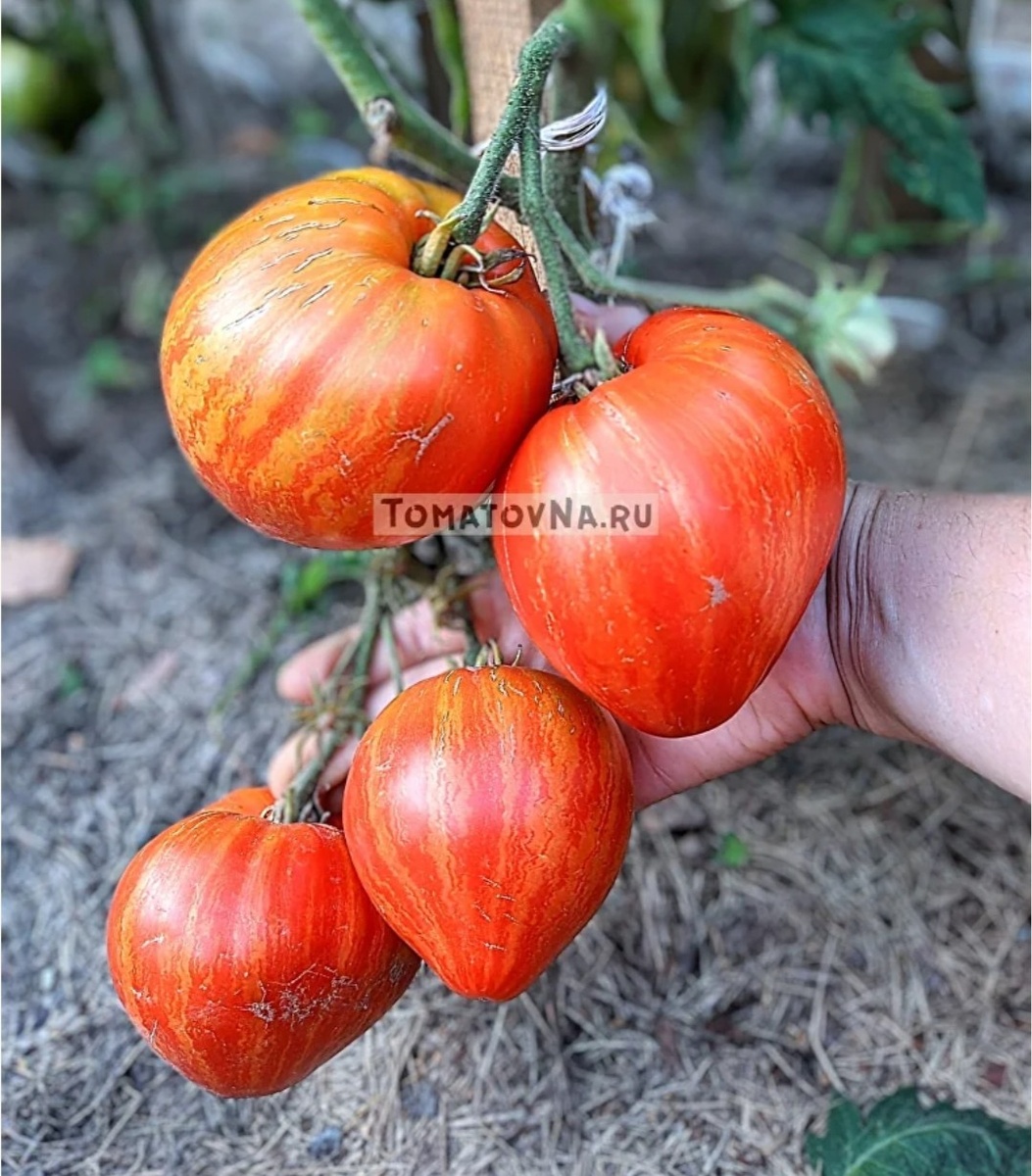 Гном томатный Дедушкино сердце 