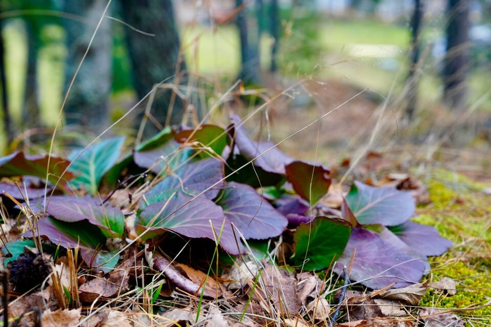    Село Яйлю в Республике Алтай. Источник: Андрей Сороко / "Толк"