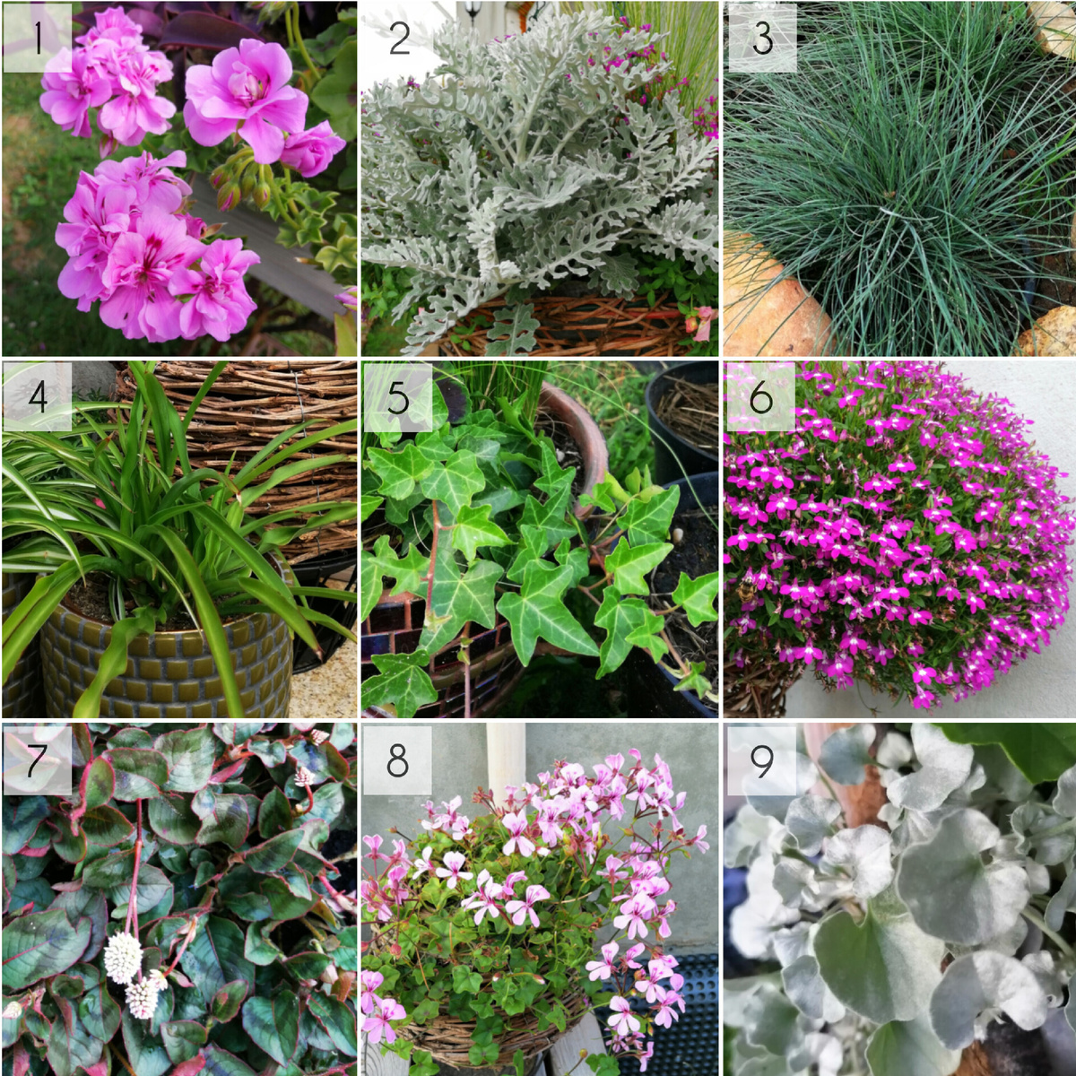 1. Пеларгония плющелистная, цветущая шапочками ('Mrs. Martin'). 2. Цинерария. 3. Овсяница сизая. 4. Хлорофитум зелёный. 5. Плющ зелёный. 6. Лобелия ('Розамунда'). 7. Горец головчатый. 8. Пеларгония плющелистная, цветущая рыхлыми соцветиями (сорт не знаю, из смеси 'зоммертайм'). 9. Дихондра серебристая. 
