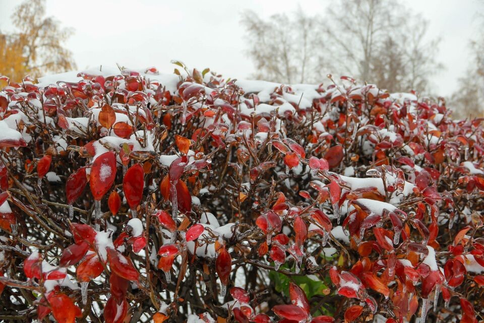    Осенний Барнаул, укрытый снегом. 13 октября 2024 года. Источник: Виталий Барабаш